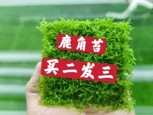 水鹿角苔 新人首单立减十元 22年3月 淘宝海外