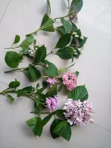 星花火 新人首单立减十元 22年8月 淘宝海外