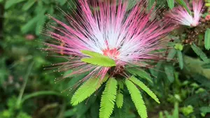 香水扑 新人首单立减十元 22年3月 淘宝海外