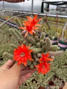 红花白檀 新人首单立减十元 22年8月 淘宝海外