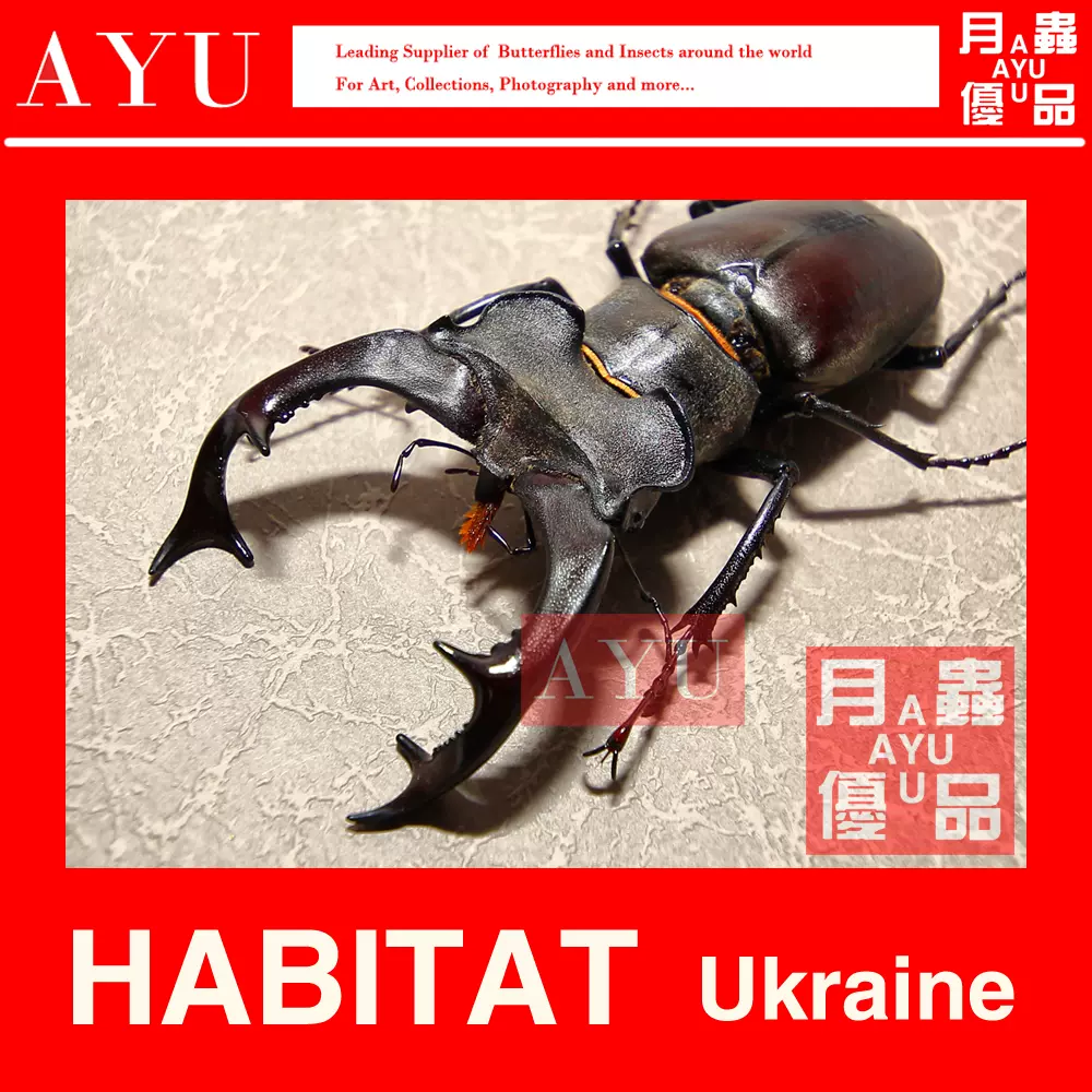 歐洲深山鍬型蟲昆蟲工藝禮品擺飾材料博物收藏鍬甲術 歐洲深山鍬型蟲昆蟲工藝禮品擺飾材料博物收藏鍬甲術