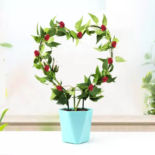 心形小盆栽 新人首单立减十元 22年2月 淘宝海外