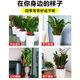 Flower support frame Money tree plant semicircular flower bracket anti-looping support rod Monstera tiger skin orchid leaf protection frame