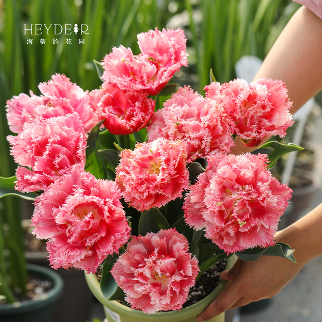 Heidi's Garden Tulip Bulbs Natural Balls Candy Prince Balcony Potted Plants Garden Potted Bulbs Can Be Planted in the Ground