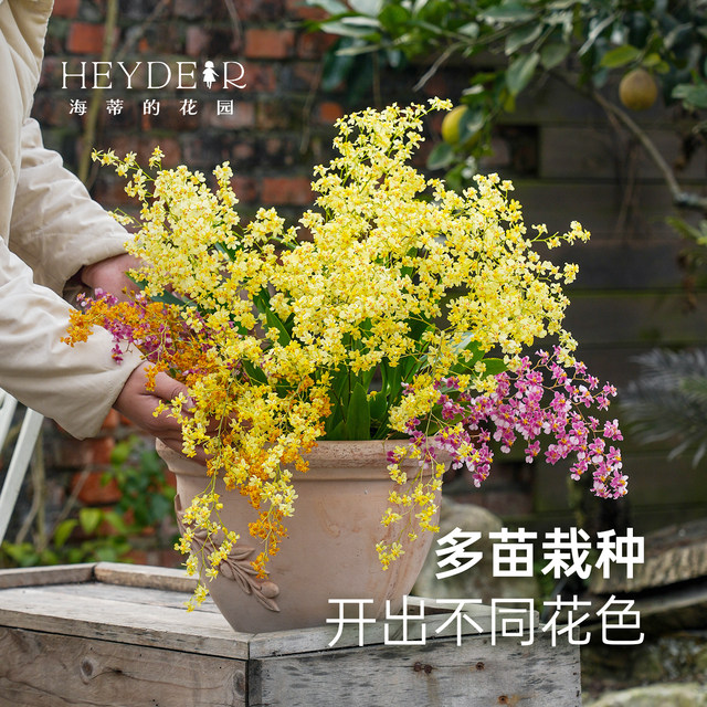 Heidi's Garden Wenxin Orchid Pot Plant Indoor Orchid Plant Office Desktop Green Plant Haima Home Chengdu Main Store