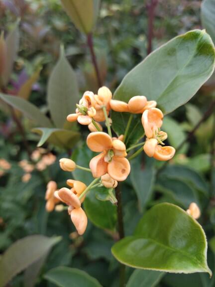 红花天香台阁四季开红花的小树苗桂花新品种花型多变适合地栽盆栽