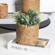 Cement flower pot Nordic style simple creative personality large diameter green plant potted green radish succulent wabi-sabi flower pot