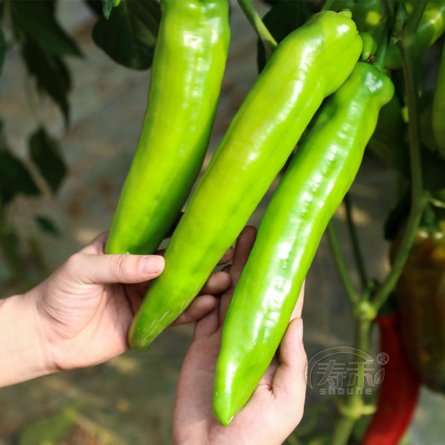A complete collection of pepper seed seedlings, various upward pepper seedlings, millet pepper, millet, spicy four-season vegetable seeds and seedlings