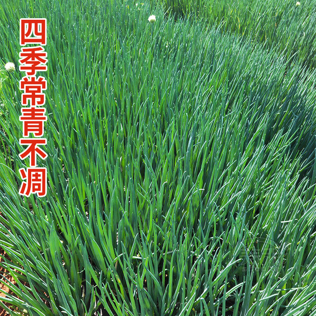 
Four seasons green onion seeds seedlings chive seeds green onion potted green onion seeds vegetable seedlings divided into green onion dried shallots