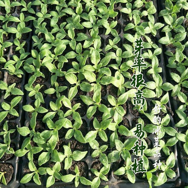 African ice grass crystal ice vegetable seed seed seed seed seedlings southern seed seed seed seed seed seed seed seed seed seedlings
