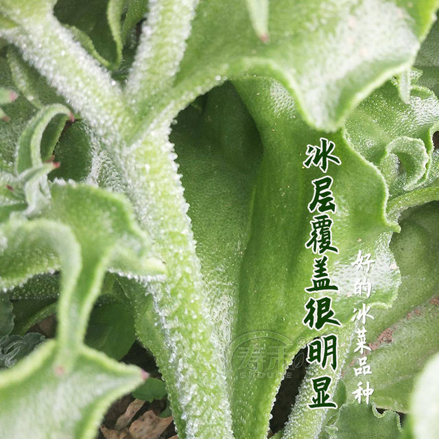 African ice grass crystal ice vegetable seed seed seed seed seedlings southern seed seed seed seed seed seed seed seed seed seedlings

