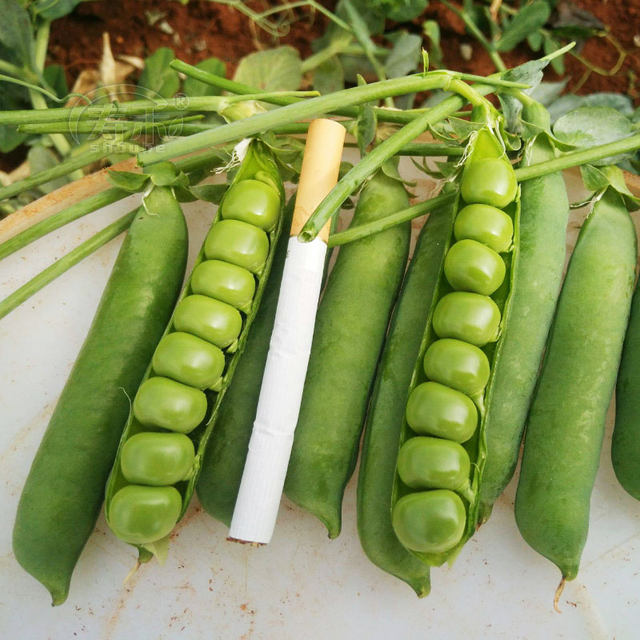 Sweet and crispy green pea seeds pea seeds sweet seeds pea seeds tips vegetables vegetables pea bowl bean seeds