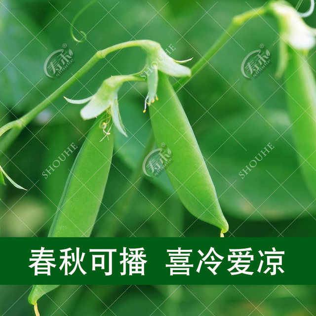 Dutch bean seed seeds pea seeds sweet vegetables pea seeds seeds soln seeds seeds broad bean rapeseed tip beans