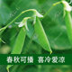 Dutch bean seed seeds pea seeds sweet vegetables pea seeds seeds soln seeds seeds broad bean rapeseed tip beans