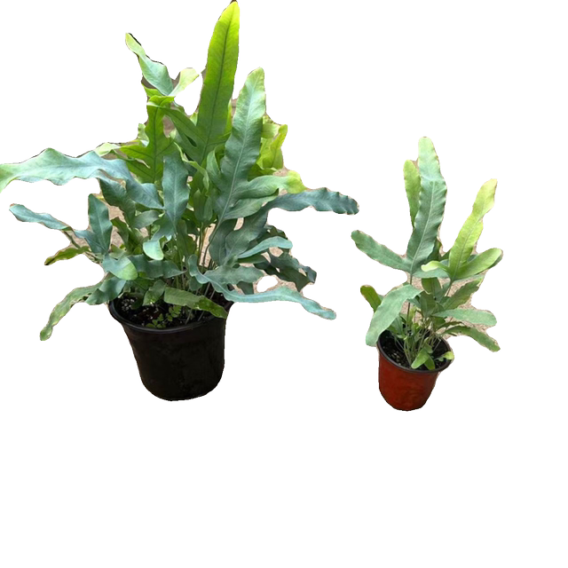 Cold-resistant and heat-resistant blue star fern net red green plant potted perennial shade-tolerant indoor home style plant Nordic style