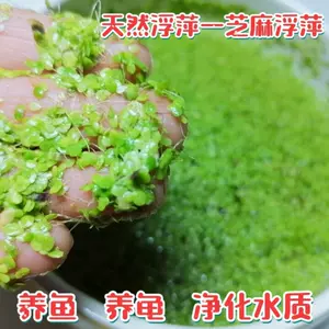 水芙蓉鱼 Top 0件水芙蓉鱼 22年12月更新 Taobao