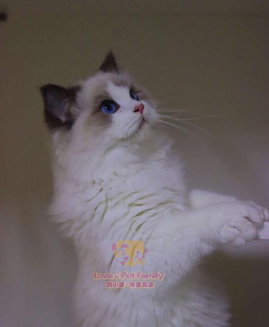 CFA registered cattery breeding Ragdoll kitten live blue two-color ...