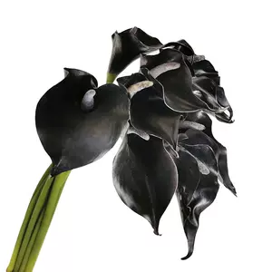 海芋花仿真花 新人首单立减十元 22年5月 淘宝海外