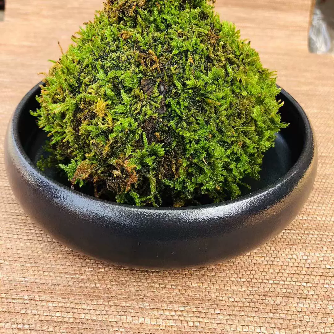 苔玉苔藓 新人首单立减十元 21年11月 淘宝海外