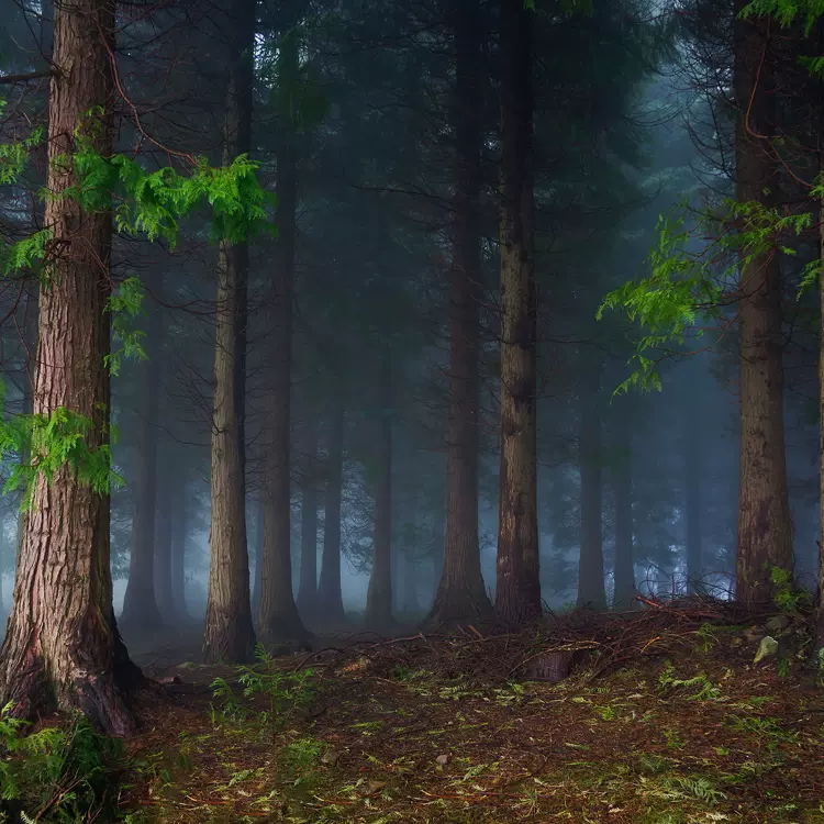 森系幽藍樹林納米無痕背景布兒童攝影拍照森林道具方便