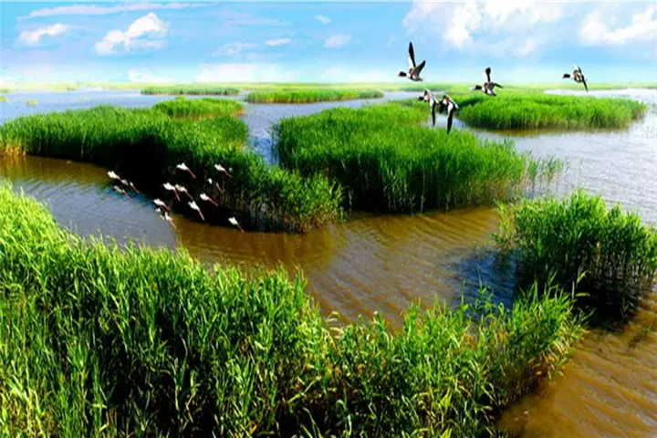 辽河湿地公园图片