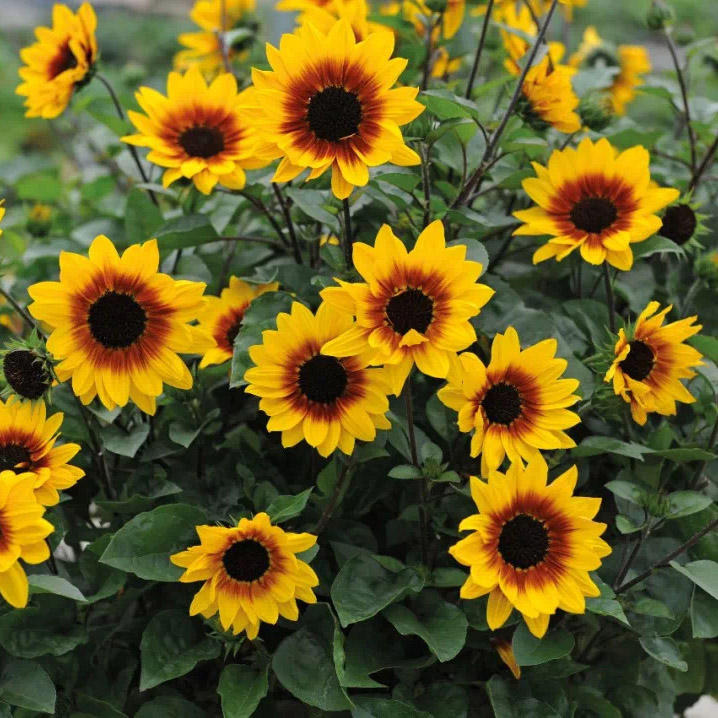 光辉岁月超级向日葵盆栽超长花期多年生阳台庭院四季开花露露花园