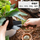 Japanese ECHO flower planting tools, vegetables, and flowers, succulents, loosen soil, potted plants, three-tooth rake, iron shovel, gardening shovel
