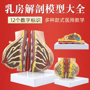 乳房解剖- Top 100件乳房解剖- 2023年12月更新- Taobao
