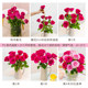 Flowers mixed and match bouquets of flowers Yunnan base straight roses water-grown fresh cut flowers arrangement lily home roses