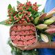 Yunnan Kunming flower base straight hair red rose water-grown lily bouquet fresh cut flowers sunflower flower materials wholesale