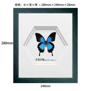 papilio标本- Top 50件papilio标本- 2023年10月更新- Taobao