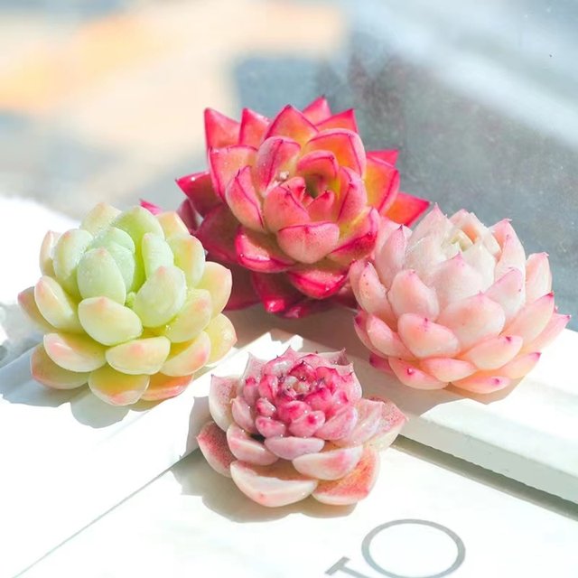 Succulent plant peach egg jade dew ice jade orange Monroe bear boy ruby ​​chihuahua money string expensive goods combination set meal