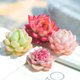 Succulent plant peach egg jade dew ice jade orange Monroe bear boy ruby ​​chihuahua money string expensive goods combination set meal
