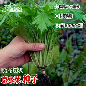 水菜种 新人首单立减十元 22年9月 淘宝海外