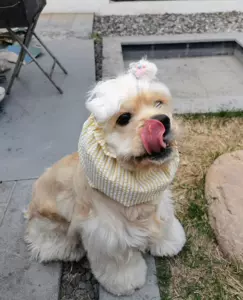 犬耳套 新人首单立减十元 22年8月 淘宝海外