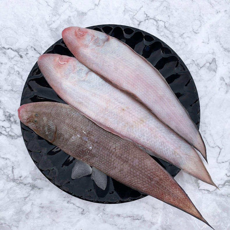 渔船直供鲜活大龙利鱼特大踏板鱼鳎米鱼500g野生舌头鱼生鲜包邮