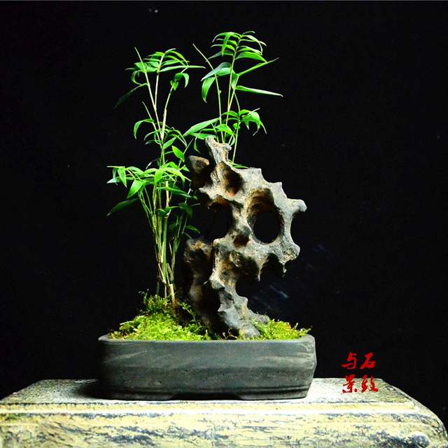New home gardening bonsai simulation Wu Dingshi Taihu stone calamus rice bamboo Phoenix tail bamboo bonsai with stone accessories