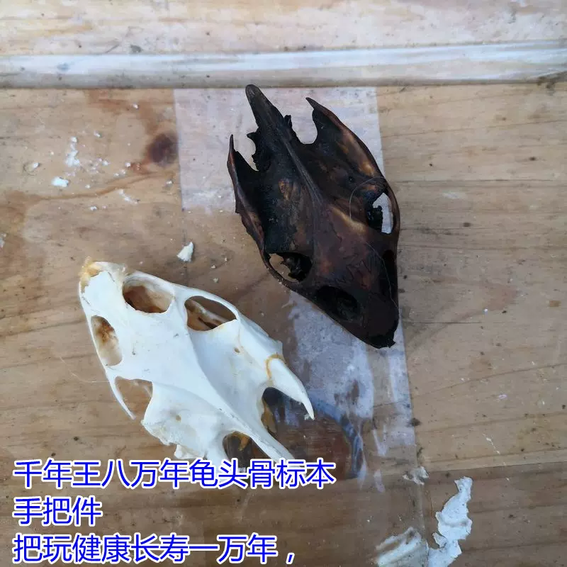 天然真乌龟甲鱼老鳖头骨胳标本工艺品摆件牛羊头骨动物摆件