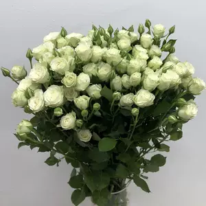 白薔薇花束 Top 49件白薔薇花束 22年12月更新 Taobao