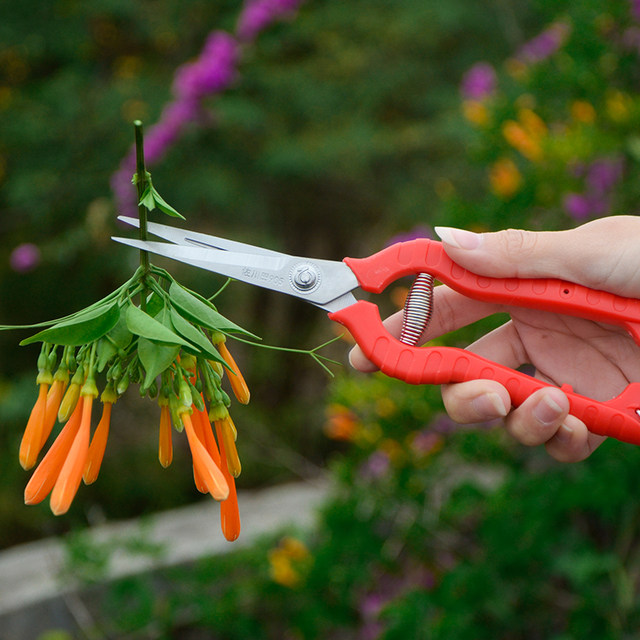 Pick fruits, lengthen fruits, pick fruits, pick grapes, cut black wolfberry, pepper, branch, shear, gardening scissors, thin fruits, artifact
