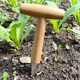 Vegetable garden sowing hole drill transplanting seedlings top-dressing solid wood handle gardening vegetable seedlings flower sowing tool seedlings