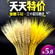 Natural wheat ears dried flowers real bouquet opening barley pastoral decoration ornaments starry rice ears shooting props gifts
