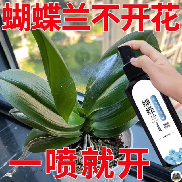 Phalaenopsis Arrow King Plant Nutritional Solution Flowering Sword Blossom Prevention of Yellow Leaf Orchid Special Fertilizer General Organic Fertilizer