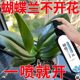Phalaenopsis Arrow King Plant Nutritional Solution Flowering Sword Blossom Prevention of Yellow Leaf Orchid Special Fertilizer General Organic Fertilizer