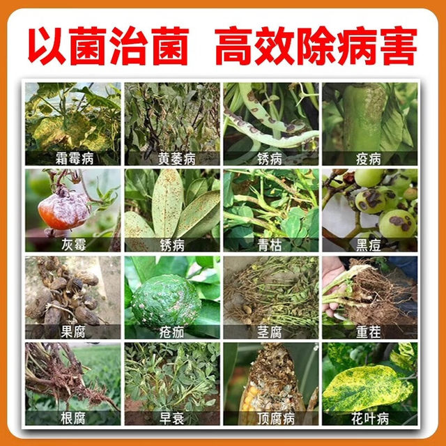 
Special sprinkling and application type of fungus granules fertilizer for soil insects and eggs double-killing vegetables, fruits and vegetables, general fungus agent