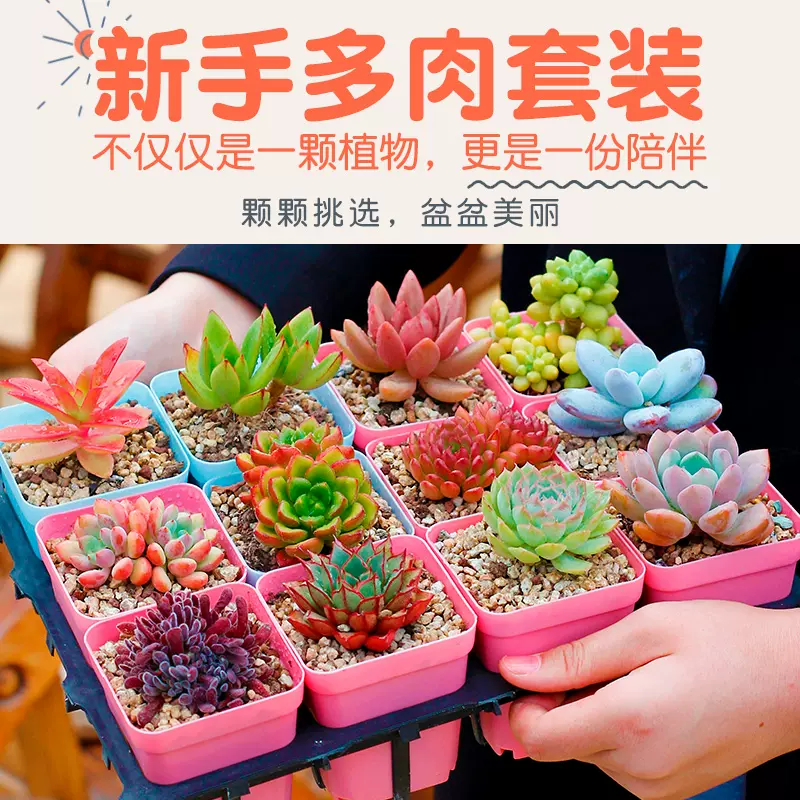 多肉植物 新人首单立减十元 21年11月 淘宝海外