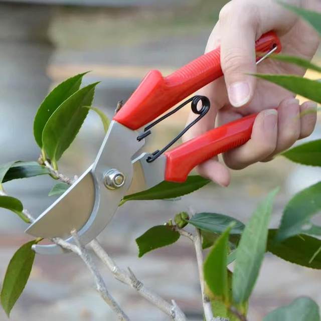 Gardening branches cutting gardening tool Scissors scissors scissors Spring fruit cutting garden scissors scissors and cut flowers

