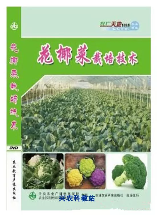 青花菜种植技术视频教程大全西蓝花绿花菜栽培管理技术4
