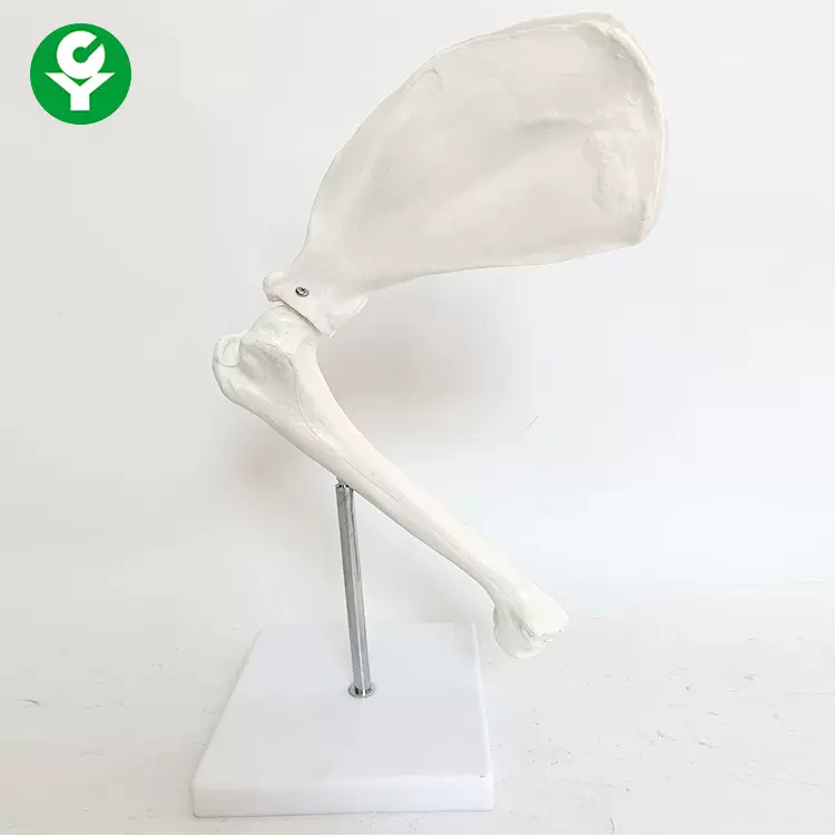 大型狗骨骼模型狗骨架狗肩关节狗前肢骨宠物骨骼宠物骨架