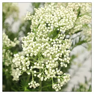 小米花干 新人首单立减十元 22年3月 淘宝海外